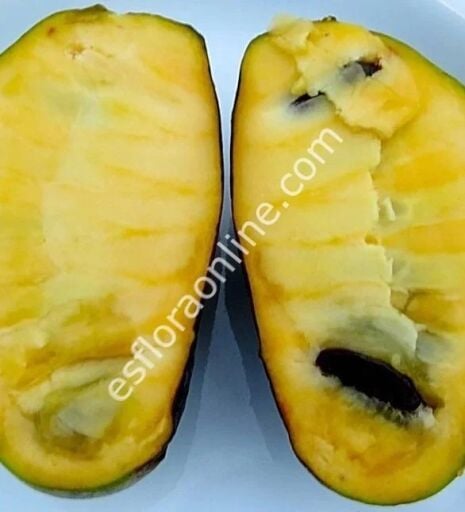 Pawpaw kalemi çeşitleri