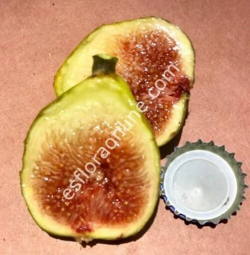 Şeker aromalı incir çeşitleri