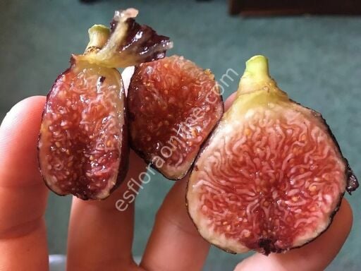 Koyu renkli orman meyvesi aromalı incir çeşitleri