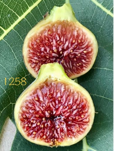 Egzotik / kompleks aromalı incir çeşitleri