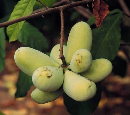 Pawpaw fidanı - Asimina triloba