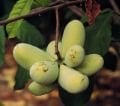 Pawpaw fidanı - Asimina triloba