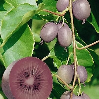 Actinidia arguta Ken's Red - Soğuğa dayanıklı kırmızı renkli hardy kivi fidanı