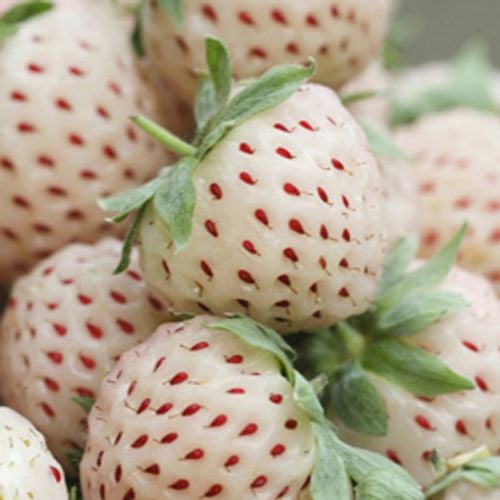 Pineberry - Beyaz çilek