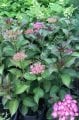 Hydrangea macrophylla Gräfin Cosel - Çok tonlu kırmızı beyaz ortanca fidanı