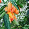 Banana persimmon - Diospyros kaki Moz