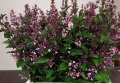 Syringa Josée - Bodur Yediveren Leylak fidani