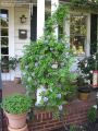 Wisteria Frutescens Amethyst Falls® - Geçci mor salkım fidanı