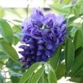 Wisteria Frutescens Amethyst Falls® - Geçci mor salkım fidanı
