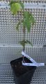 Ribes rubrum Jonkheer van Tets - Kırmızı frenk üzümü fidanı