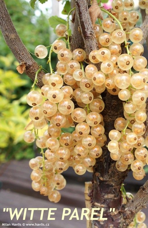 Ribes rubrum Witte Parel - Beyaz frenk üzümü fidanı