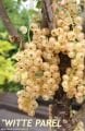 Ribes rubrum Witte Parel - Beyaz frenk üzümü fidanı