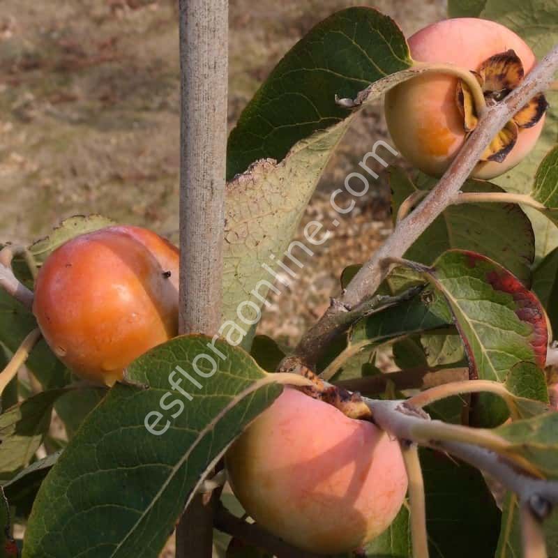 Lehman's Delight American persimmon - Diospyros virginiana Lehman's Delight