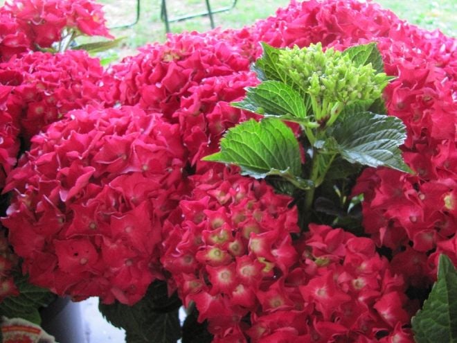 Hydrangea macrophylla Hot Red