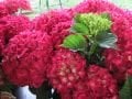 Hydrangea macrophylla Hot Red