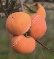 Matsumoto Wase Fuyu persimmon - Diospyros kaki Matsumoto Wase Fuyu