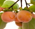 Izu persimmon - Diospyros kaki Izu