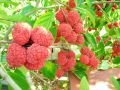 Che - Mandarin Melonberry - Cudrania tricuspidata Norris