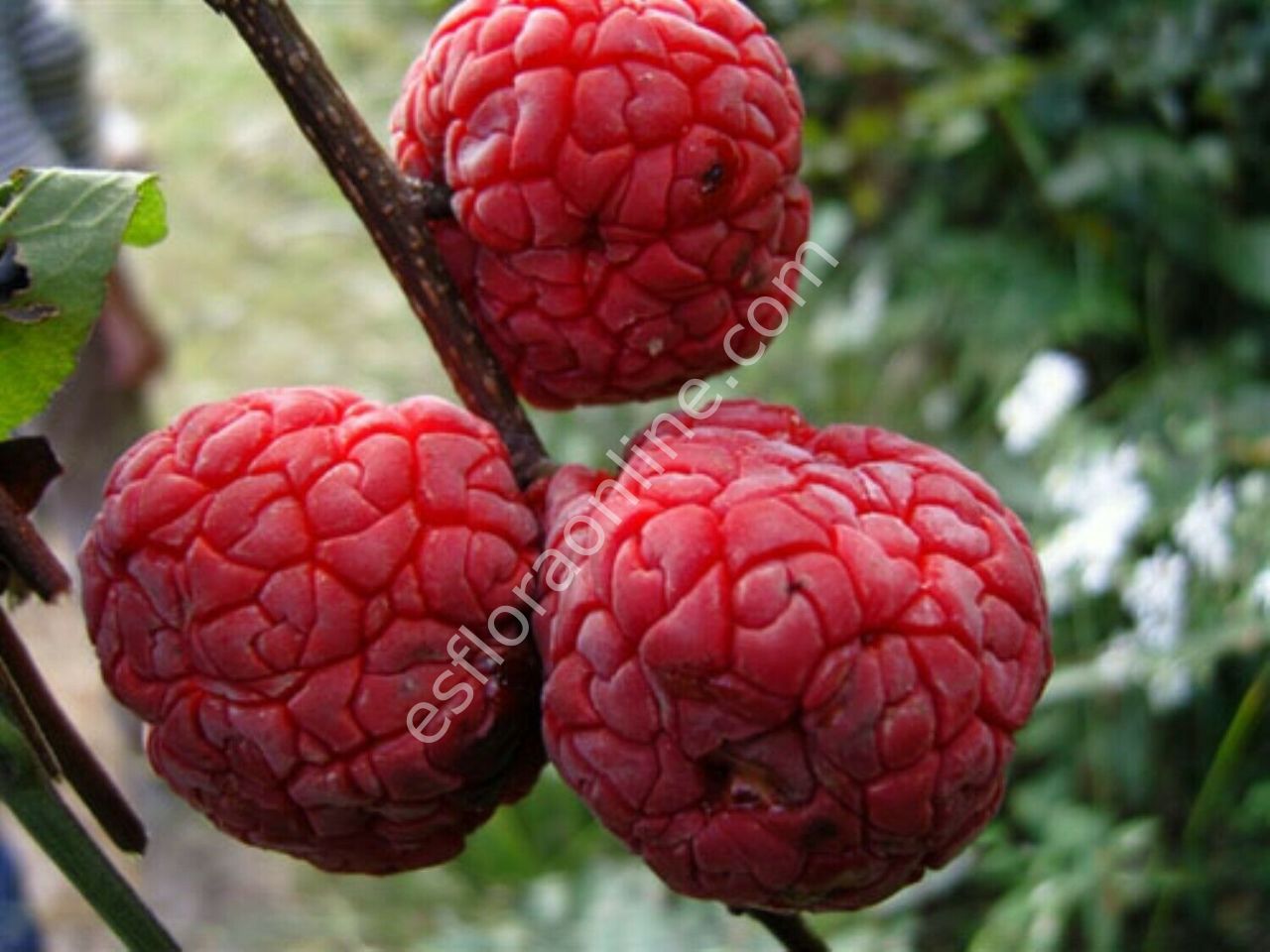 Seedless che - Chinese mulberry - Cudrania tricuspidata Seedless