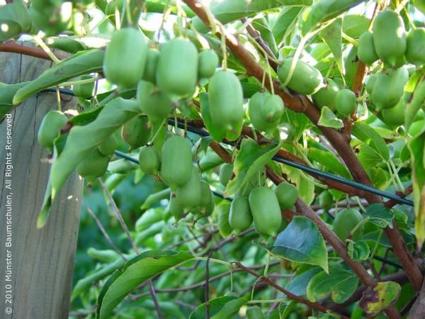 Actinidia arguta Issai