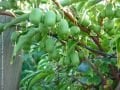 Actinidia arguta Issai