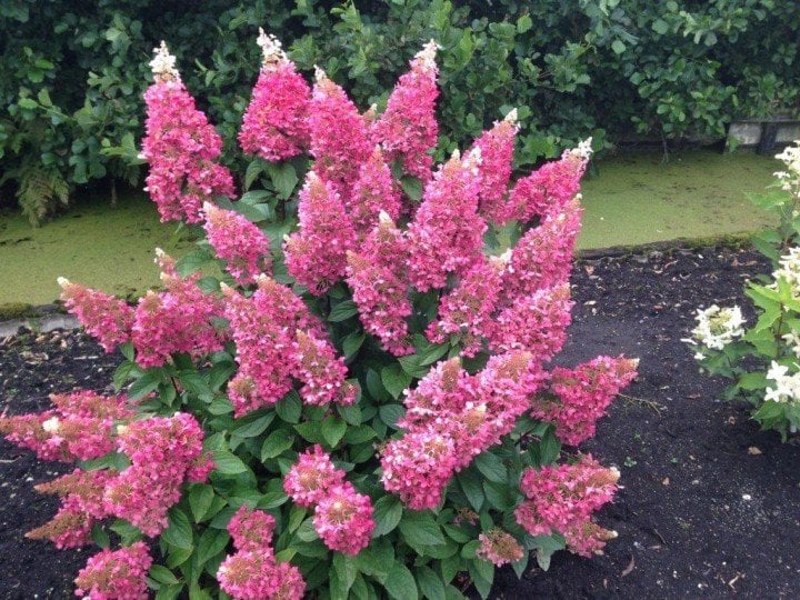 Hydrangea paniculata Pinky Winky - Pembe beyaz alacalı ağaç ortanca fidanı