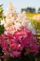 Hydrangea paniculata Pinky Winky - Pembe beyaz alacalı ağaç ortanca fidanı