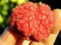 Cudrania tricuspidata Norris - Che fidanı