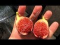 Ronde de Bordeaux incir fidanı - Ficus carica Ronde de Bordeaux