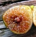 Florea incir fidanı