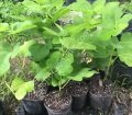 TR7z23c incir fidanı - Ficus carica TR7z23c