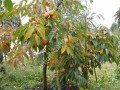 Dar Sofiyivky soğuğa dayanıklı Cennet elması - Trabzon hurması fidanı (Diospyros kaki x D.virginiana) Dar Sofiyivky