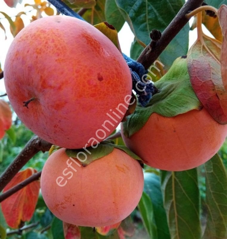 Pamjať Černjaeva soğuğa dayanıklı Cennet elması - Trabzon hurması fidanı (Diospyros kaki x D.virginiana) Pamjať Černjaeva