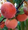 Pamjať Černjaeva soğuğa dayanıklı Cennet elması - Trabzon hurması fidanı (Diospyros kaki x D.virginiana) Pamjať Černjaeva