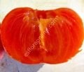 Pamjať Černjaeva soğuğa dayanıklı Cennet elması - Trabzon hurması fidanı (Diospyros kaki x D.virginiana) Pamjať Černjaeva