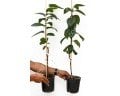 Pamjať Černjaeva soğuğa dayanıklı Cennet elması - Trabzon hurması fidanı (Diospyros kaki x D.virginiana) Pamjať Černjaeva