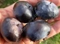 Siyah Amerikan hurması fidanı (D.virginiana) G-78