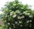 Mürver fidanı - Patlangıç - Sambucus nigra