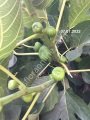TR7z23c incir fidanı - Ficus carica TR7z23c