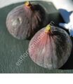 Florea incir fidanı - Ficus carica Florea