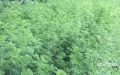 Dried leaf Artemisia annua