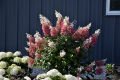 Hydrangea paniculata Pinky Winky