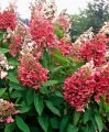 Hydrangea paniculata Pinky Winky