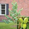 Shenandoah pawpaw fidanı - Asimina triloba Shenandoah