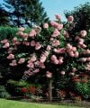 Hydrangea paniculata Pink Diamond