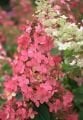 Hydrangea paniculata Pink Diamond