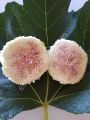 Snowball incir fidanı - Ficus carica Snowball