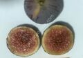 TR6z22c incir fidanı - Ficus carica TR6z22c