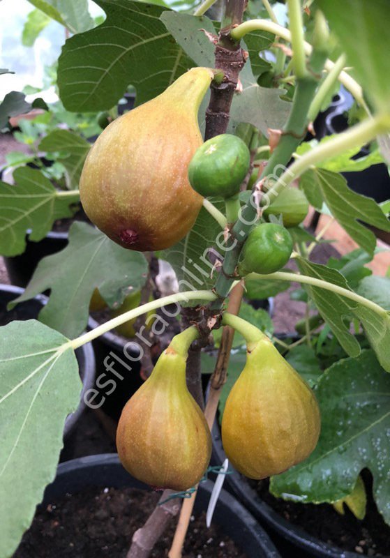 Bornholm’s Diamond fig - Ficus carica Bornholm’s Diamond
