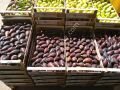 Violetta Gigante incir fidanı